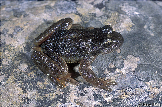 an adult male Rocky Mountain Tailed Frog, Ascaphus montanus