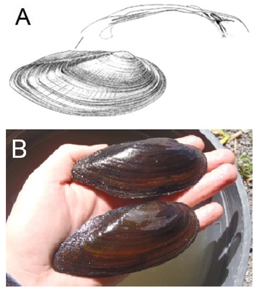 Dessin des  caractéristiques externes de la coquille et de la structure interne de la valve  gauche de la ligumie pointue