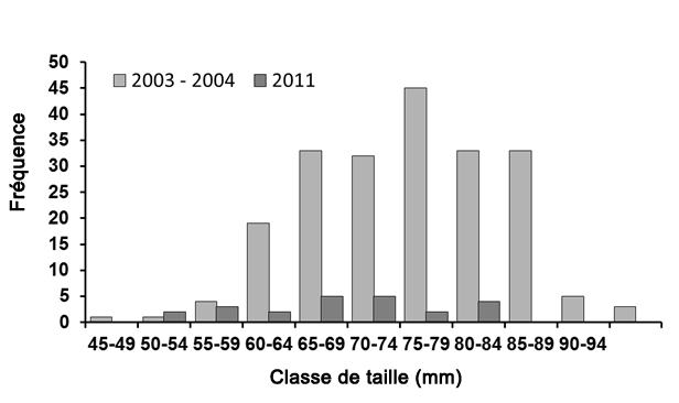 Distribution de la  fréquence des tailles de 209 ligumies pointues vivantes prélevées dans la baie  Bass
