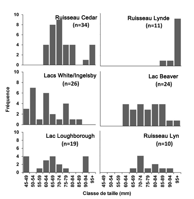 Distribution de la  fréquence des tailles des ligumies pointues vivantes prélevées dans le marais  du ruisseau Cedar (lac Érié) en 2008