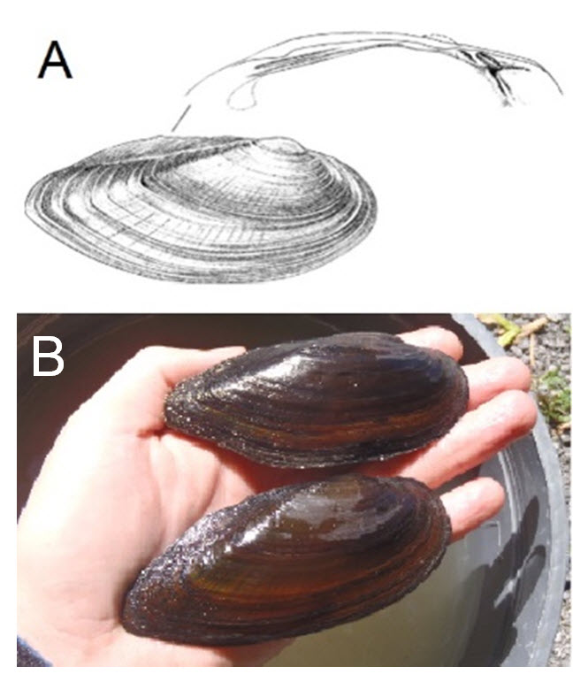 (A) Line drawing of the external features of the shell and (B) Live adult male