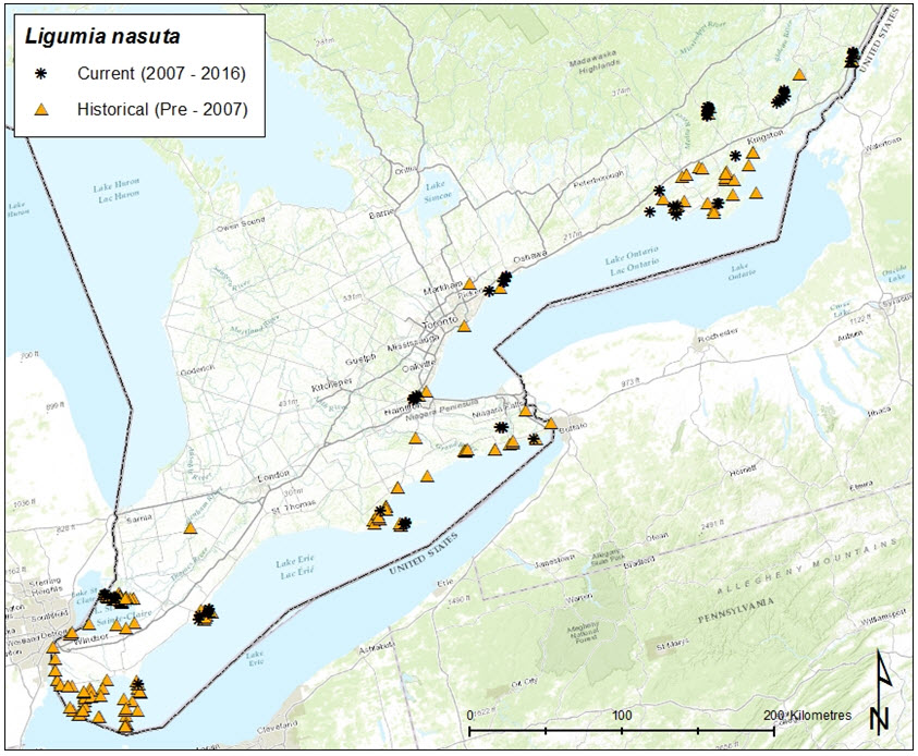 Historical (1894-2006) and current distribution  (2007-2015) of Eastern Pondmussel in Canadian water