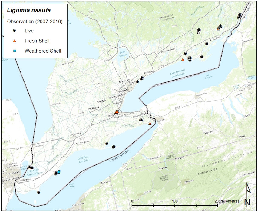 Current distribution of  Eastern Pondmussel in Canadian water with condition of specimen indicated