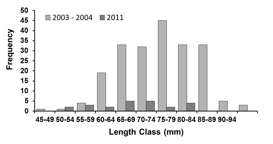 Size-frequency distribution of 209 live Eastern  Pondmussel collected from Bass Bay
