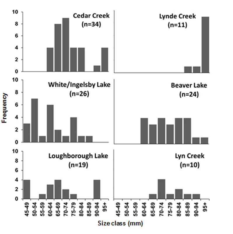 Size-frequency distribution of  live Eastern Pondmussel collected from Cedar Creek Marsh (Lake Erie) in 2008