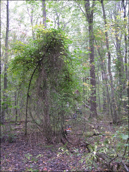Spécimen grimpant de smilax à feuilles rondes