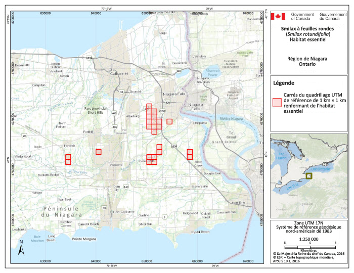 Carrés du quadrillage renfermant de l'habitat essentiel dans la région de Niagara.