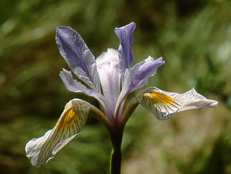 Photo of Western Blue Flag flower (see long description below)