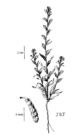 Figure 1. Illustration de l’Epilobium torreyi. Par Jeanne R. Janish, avec la permission de la University of Washington Press.