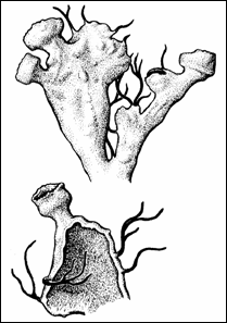 Seaside Centipede Lichen