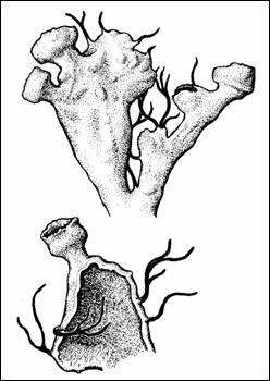 Figure 1. &nbsp;Heterodermia sitchensis: Habit (from Goward 1984).