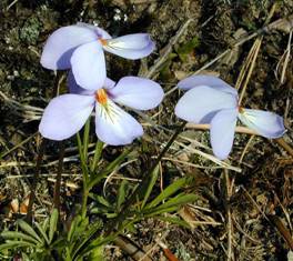 Bird’s-foot Violet (Viola pedata)