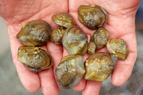 mulette feuille-d'érable