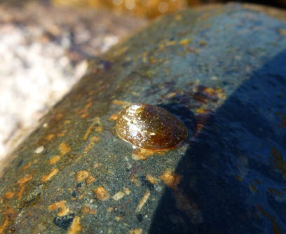 Photo of a Shortface Lanx on a rock
