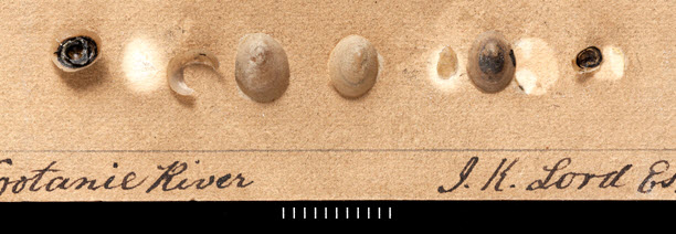 poster of several syntypes (see long description below)