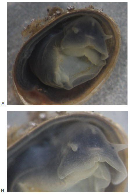 Two photos of a live Shortface Lanx individual from the Salmon River (see long description below)