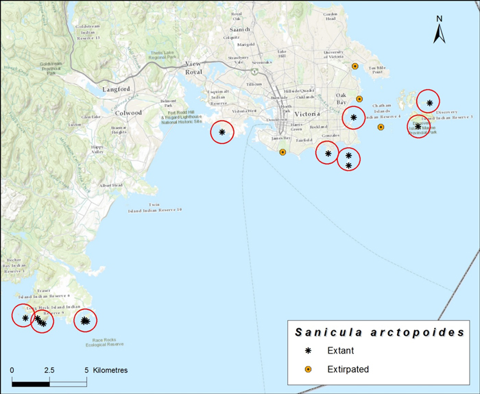 Map showing the distribution of Bear’s-foot Sanicle (see long description below)