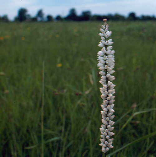 Photo of Colicroot (see long description below)