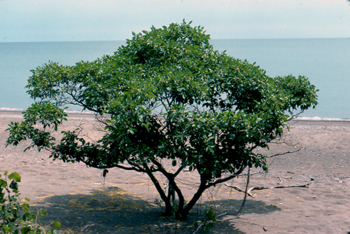Photo d’un ptéléa trifolié (Ptelea trifoliata), petit arbre/arbuste dont l’écorce est lisse et brun rougeâtre.