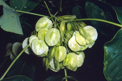 Photo d’un fruit du ptéléa trifolié Ptelea trifoliata). La figure montre le fruit ailé, discoïde, indéhiscent et sec qui renferme de 2 à 3 graines.