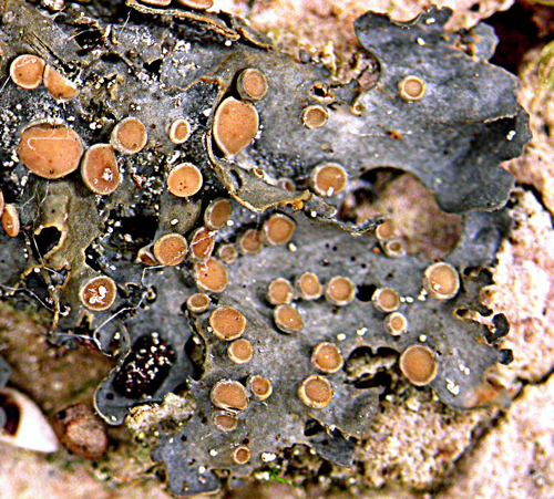 Photo of Flooded Jellyskin (see long description below)