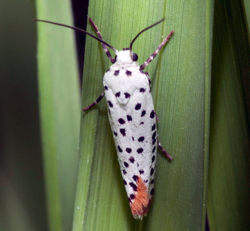 Photo d’un perceur du ptéléa (Prays atomocella) se reposant sur un brin d’herbe, près d’un ptéléa trifolié (Ptelea trifoliata)