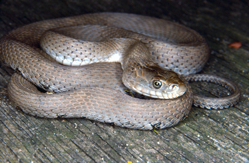 Photo of a Lake Erie Watersnake (see long description below)