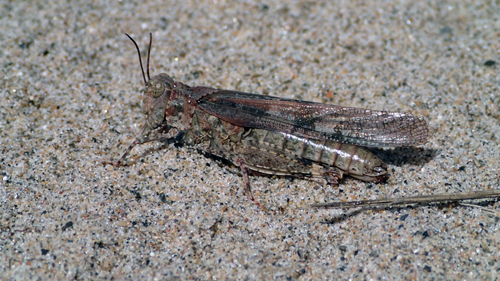 Photo of a female Lake Huron Grasshopper (see long description below)