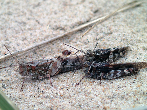 Photo of three Lake Huron Grasshoppers  (see long description below)