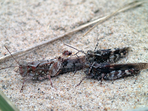 Photo of three Lake Huron Grasshoppers (see long description below)