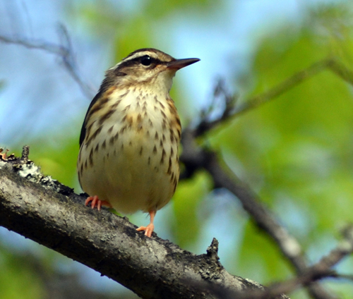 Photo of a Louisiana Waterthrush (see long description below)