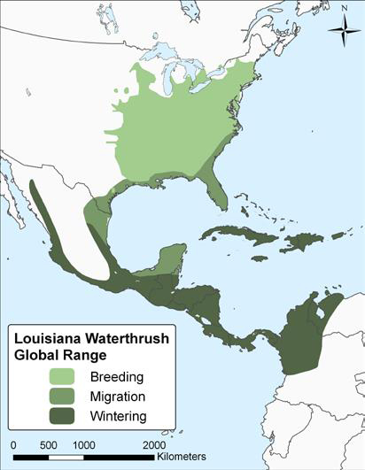 Map showing the global distribution of Louisiana Waterthrush (see long description below)