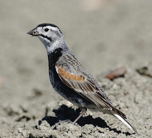 Photo of McCown's Longspur (see long description below)