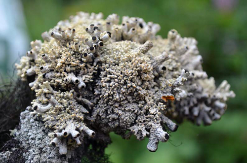 Photo of Mountain Crab-eye (see long description below)