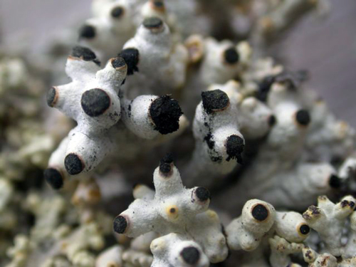 Close-up of Mountain Crab-eye (see long description below)