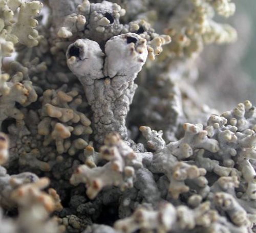 Close-up of Mountain Crab-eye (see long description below)