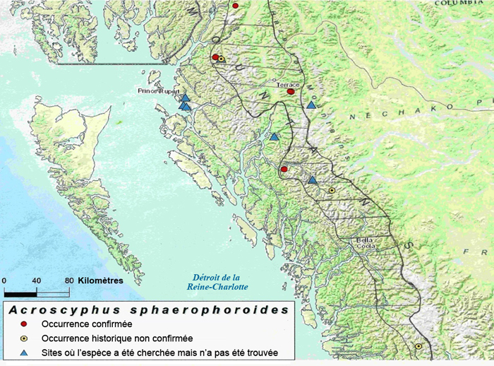 Carte montrant la répartition de l’acroscyphe des montagnes (voir longue description ci-dessous)