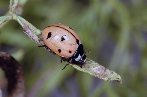 Photo of Nine-spotted Lady Beetle (see long description below)