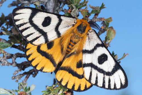 Photo of an adult Nuttall’s Sheep Moth (see long description below)