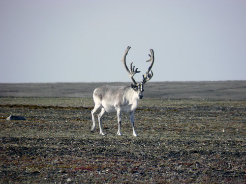 Photo of a single bull Peary Caribou (see long description below)