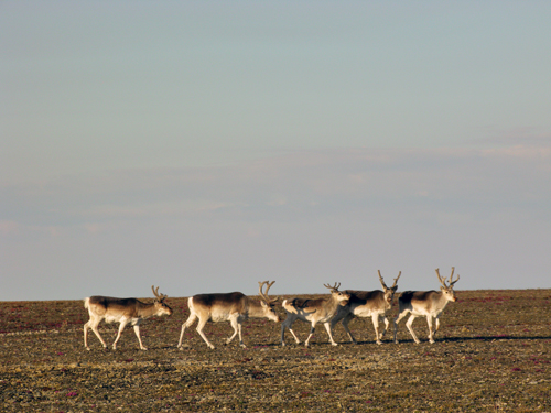 Photo of five Peary caribou (see long description below)