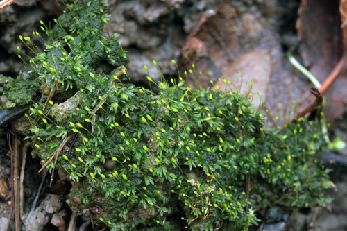 Photo of Pygmy Pocket Moss (see long description below)