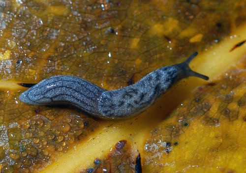 Photo of a Pygmy Slug (see long description below)