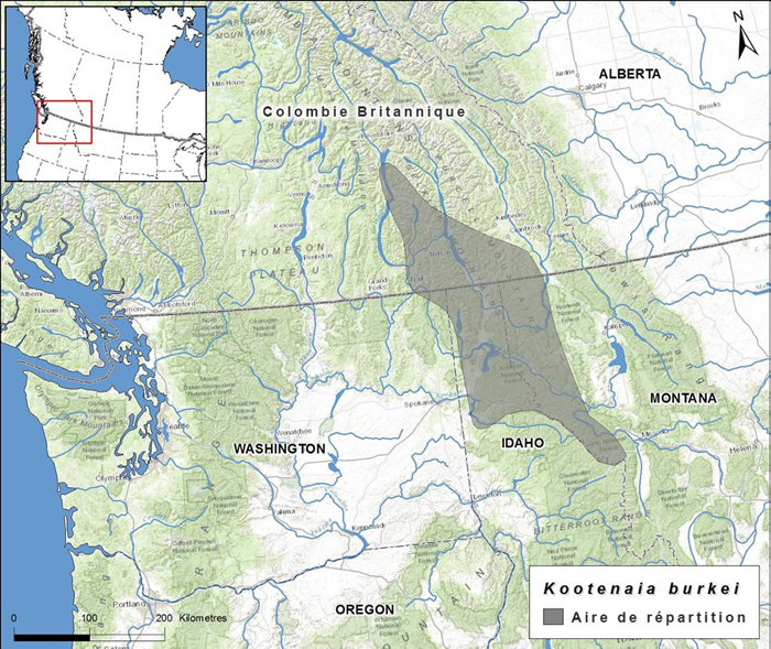 Map of eastern distribution of Pygmy Pocket Moss (voir longue description ci-dessous)