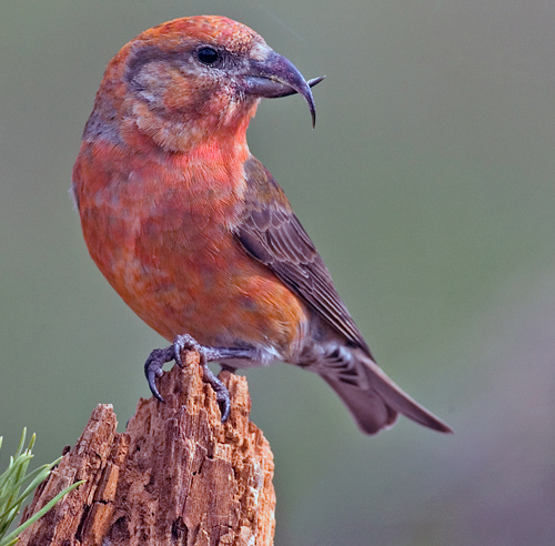 Photo of a Red Crossbill (see long description below)
