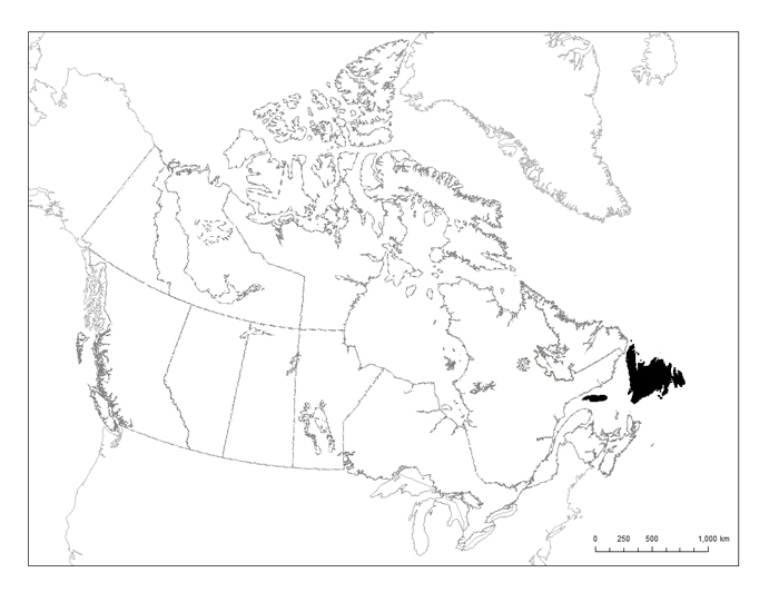 Map showing the global distribution of Red Crossbill (see long description below)