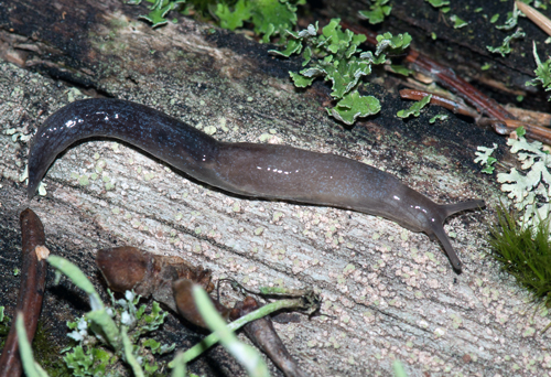 Photo d’une limace gainée