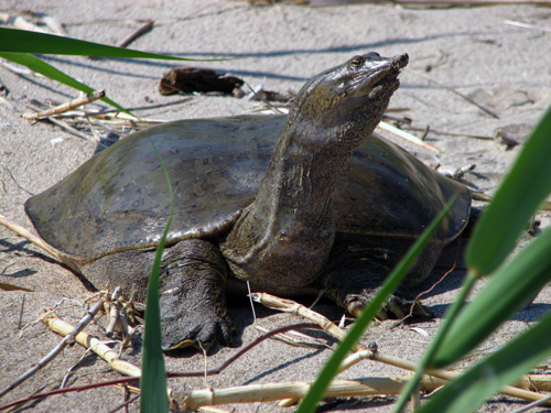 Photo d’une tortue-molle ȧ épines (Apalone spinifera), tortue au profil aplati qui possède une dossière recouverte d’une peau ressemblant ȧ du cuir et dépourvue d’écailles.