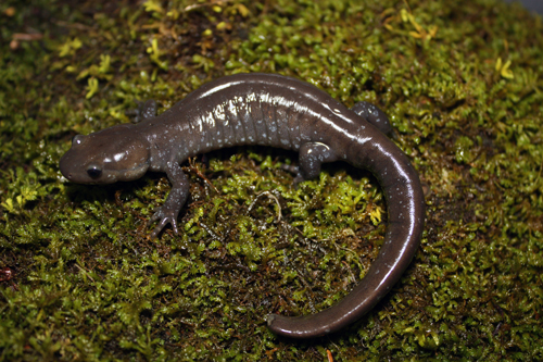 Photo of a Jefferson Salamander (see long description below)