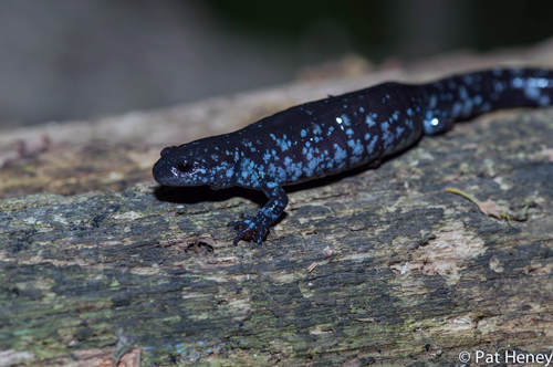 Photo of Small-mouthed Salamander (see long description below)